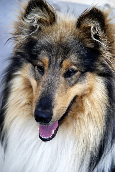 Portrait dog - collie — Stock Photo, Image
