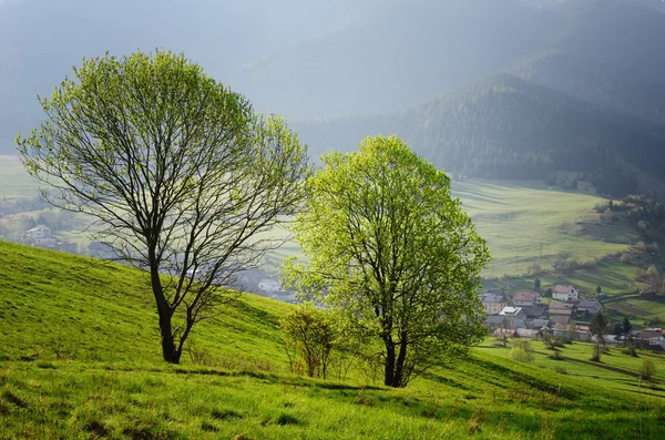 Träd i våren liptov land, Slovakien — Stockfoto