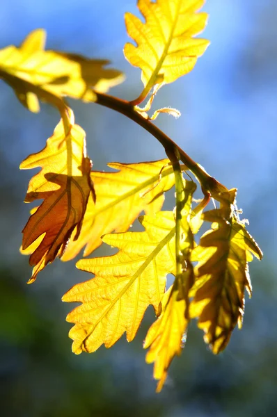 Folhas de carvalho primavera — Fotografia de Stock