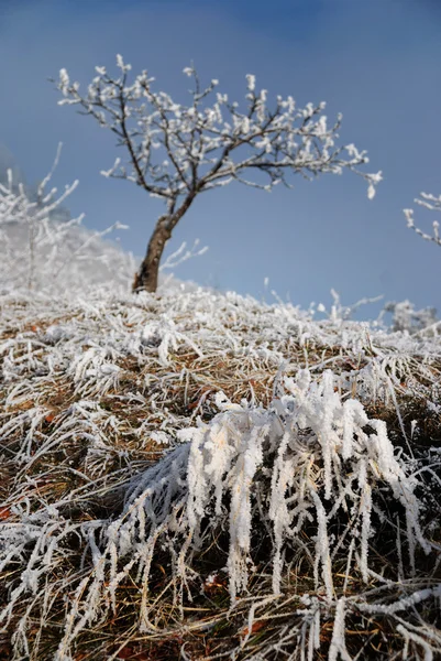 Rijm op de boom in winterlandschap — Stockfoto