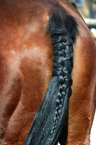 Entangled horse tail — Stock Photo, Image