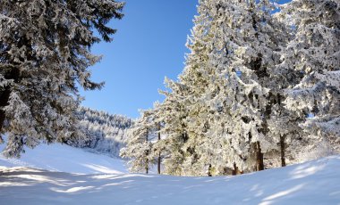 Snowy trees - winter landscape clipart