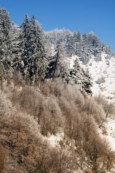 Árboles nevados - paisaje invernal —  Fotos de Stock
