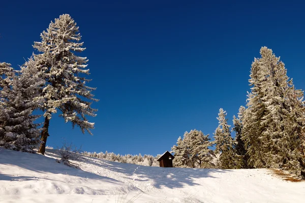Zasněžené stromy - Zimní krajina — Stock fotografie