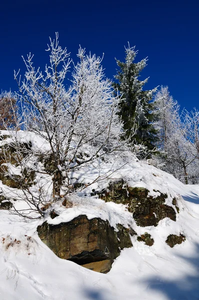Снежные деревья - зимний пейзаж — стоковое фото