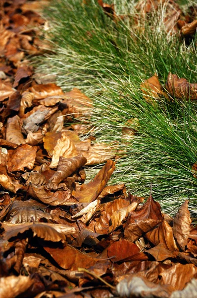 Hojas caídas de otoño en la hierba —  Fotos de Stock