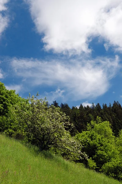 Весенний пейзаж - Банска-Штявница, Словакия — стоковое фото