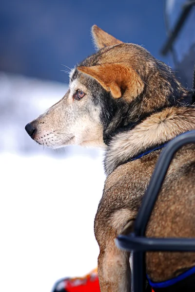 Injured young dog — Stock Photo, Image