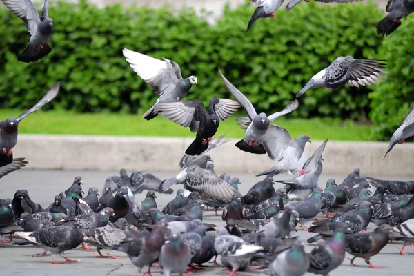 Een kudde van duiven in de stad — Stockfoto