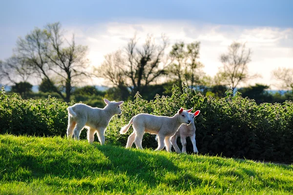 Curious lambs looking at the camera in spring — Stock Photo, Image