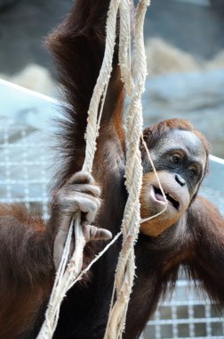 Hayvanat bahçesinde halatlar üzerinde asılı orangutan