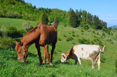 Horse and cow grazing in spring nature clipart