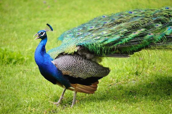 stock image Peacock feathers to withdraw, in a park on green grass