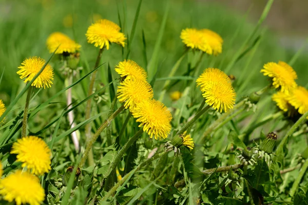 stock image Dandelion