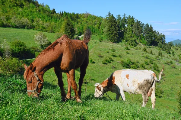 马和母牛在吃草春天的性质 — 图库照片