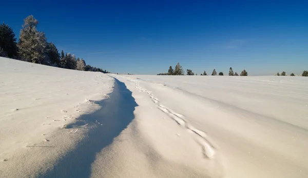 Зимний пейзаж в Червене, Словакия — стоковое фото