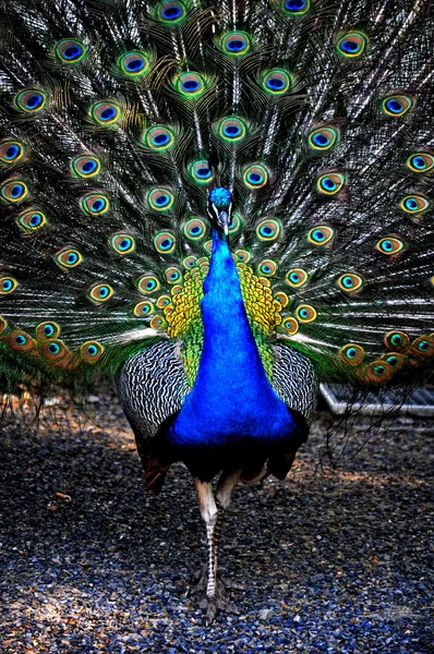 Peacock in the Park — Stock Photo, Image