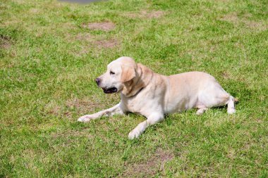 Beyaz labrador köpek