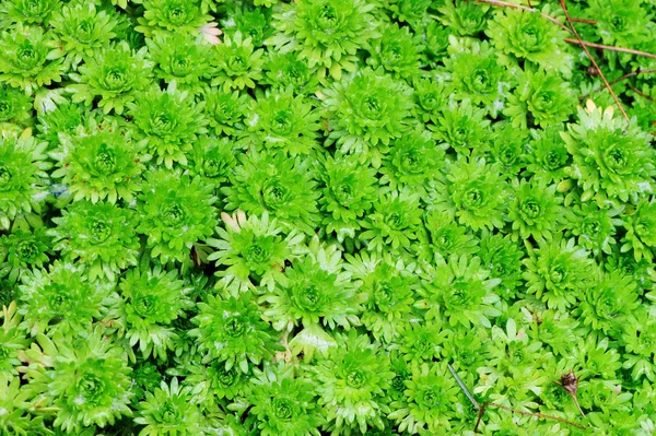 Fundo de folhas decorativas saxifraga verde — Fotografia de Stock