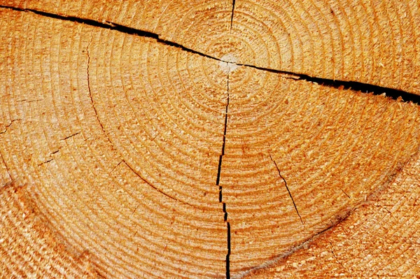 Stock image Pine tree cut texture