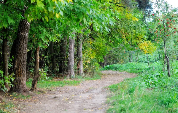 Un sentiero che attraversa la foresta autunnale verde e gialla — Foto Stock