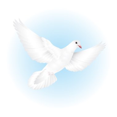 White dove flying in the sky clipart