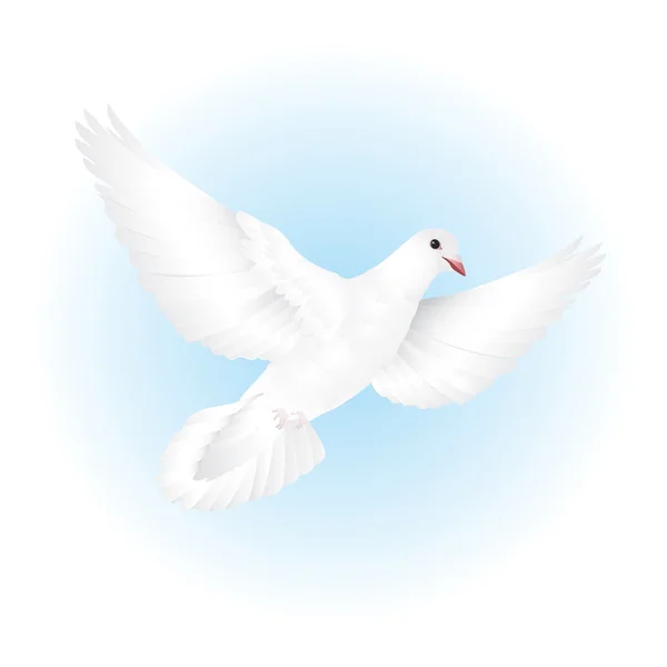 Bílá holubice létající na obloze — Stockový vektor