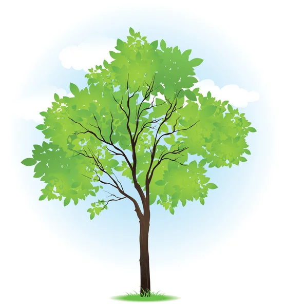 Yeşil yaz ağaç — Stok Vektör