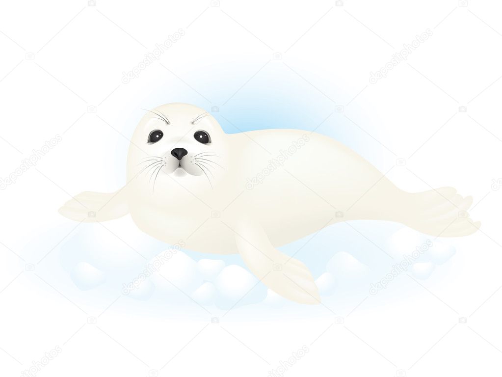 Harp seal pup lying on snow