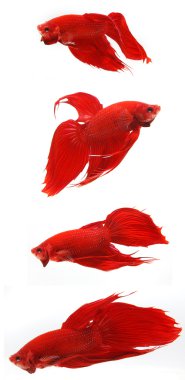 Fighting fish clipart