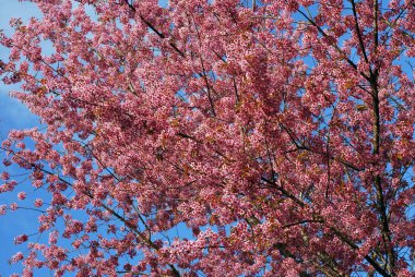 Tay sakura