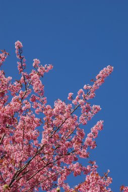 Tay sakura