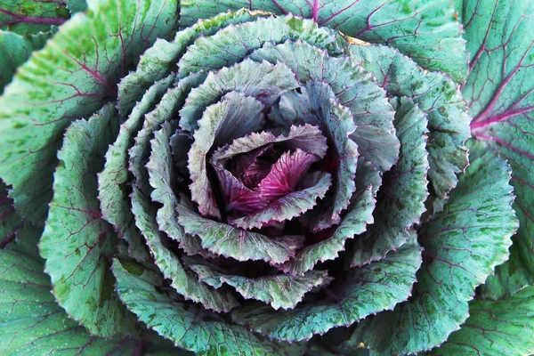Ornamental Kale — Stock Photo, Image