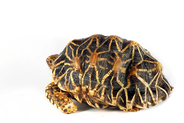 Nahaufnahme einer Schildkröte — Stockfoto