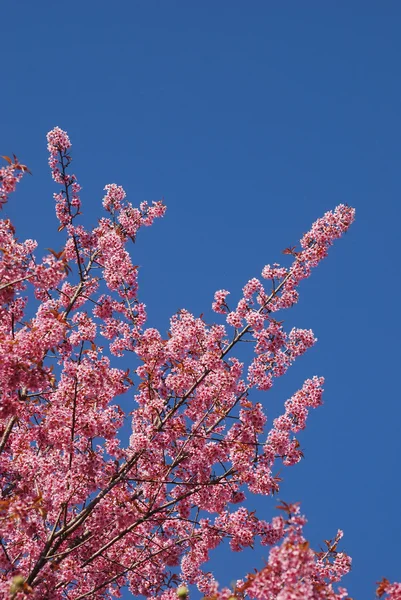 stock image Thai sakura