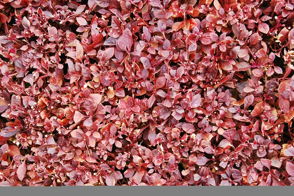 Mur de feuilles rose — Photo