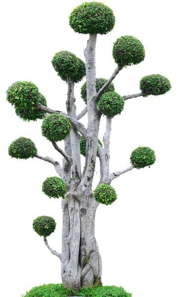 하얀 배경의 나무 — 스톡 사진
