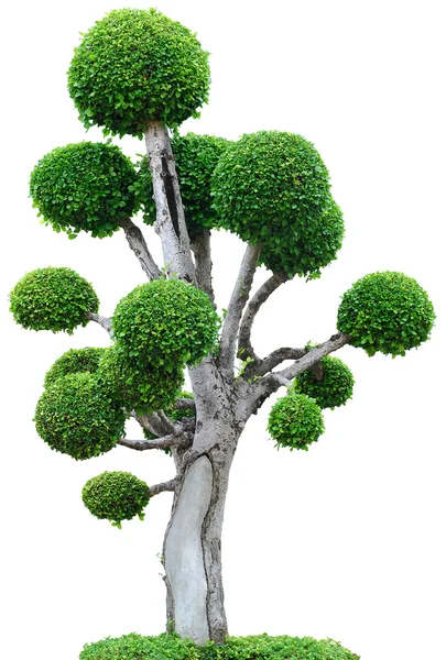 Beyaz arkaplanda ağaç — Stok fotoğraf
