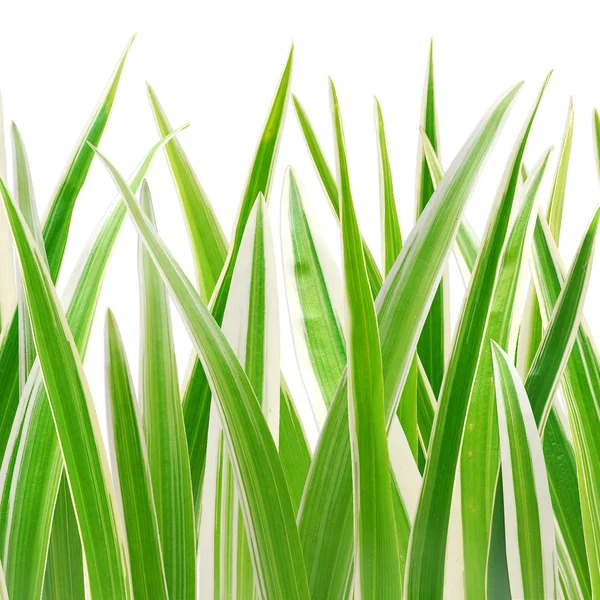 stock image Grass