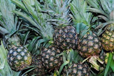 ananas bir Pazar