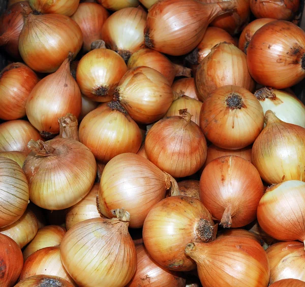 stock image Onions at the market