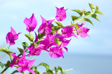 Bougainvillea çiçek