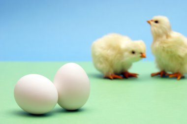 yumurta ve civciv