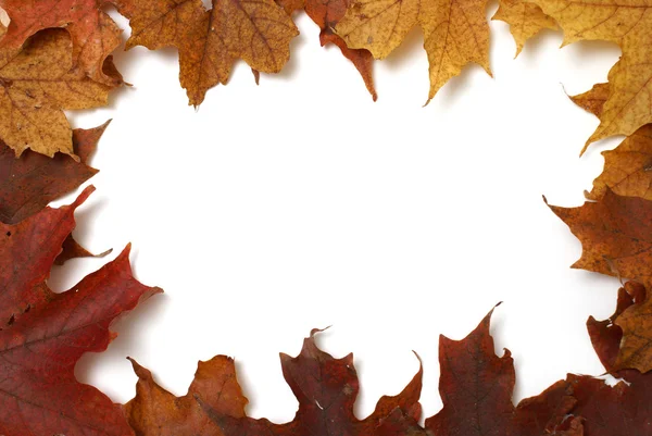 Maple Leaf Frame — Stock Photo, Image