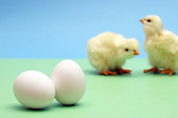 Ovos e Filhotes — Fotografia de Stock