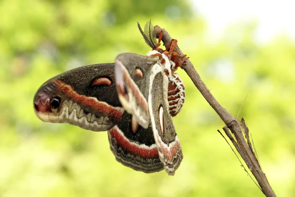 Cecropia Moth — Stock Photo, Image