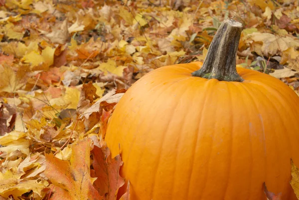 Autumn Pumpkin — Stock Photo, Image