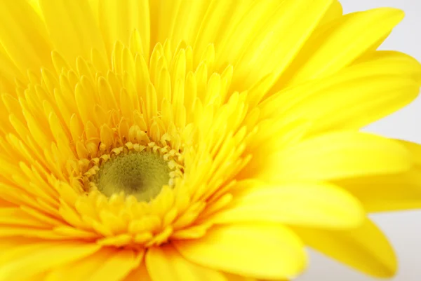 Květina žlutá Gerbera — Stock fotografie