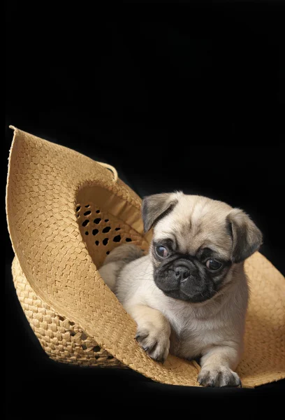 Pug cachorro en un sombrero — Foto de Stock
