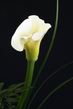 Calla Lily clipart